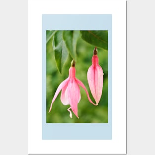 Fuchsia  &#39;Miss California&#39; Posters and Art